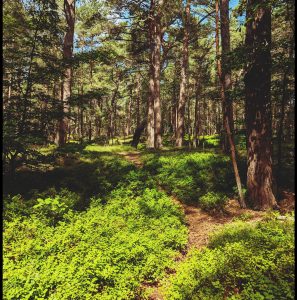 forest, hiking, trees, path, trail, mossy, forest trail, nature path, nature trail, woods, woodlands, forest path, away, moss, nature, outdoors, forest, forest, forest, hiking, hiking, hiking, hiking, hiking, path, path, trail